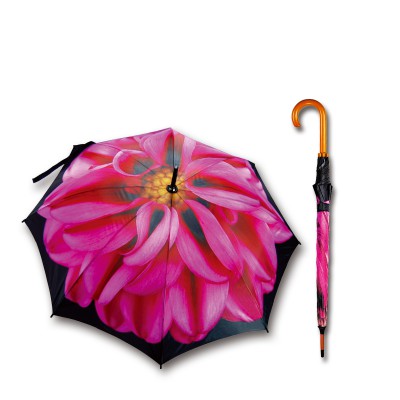 FLOWER D1000 DAHLIA